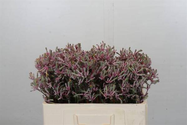 Vollsortiment - Anigozanthos rosa - 10 Stiele